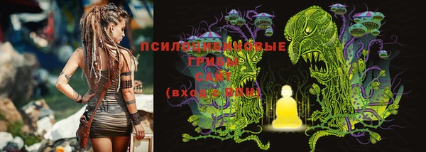 PSILOCYBIN Медвежьегорск